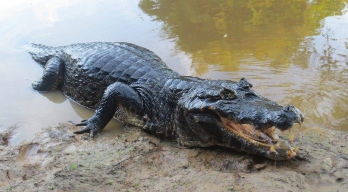 ამაზონის 10 ყველაზე საშინელი არსება